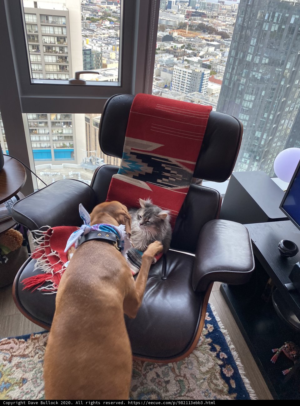 Playful Companions