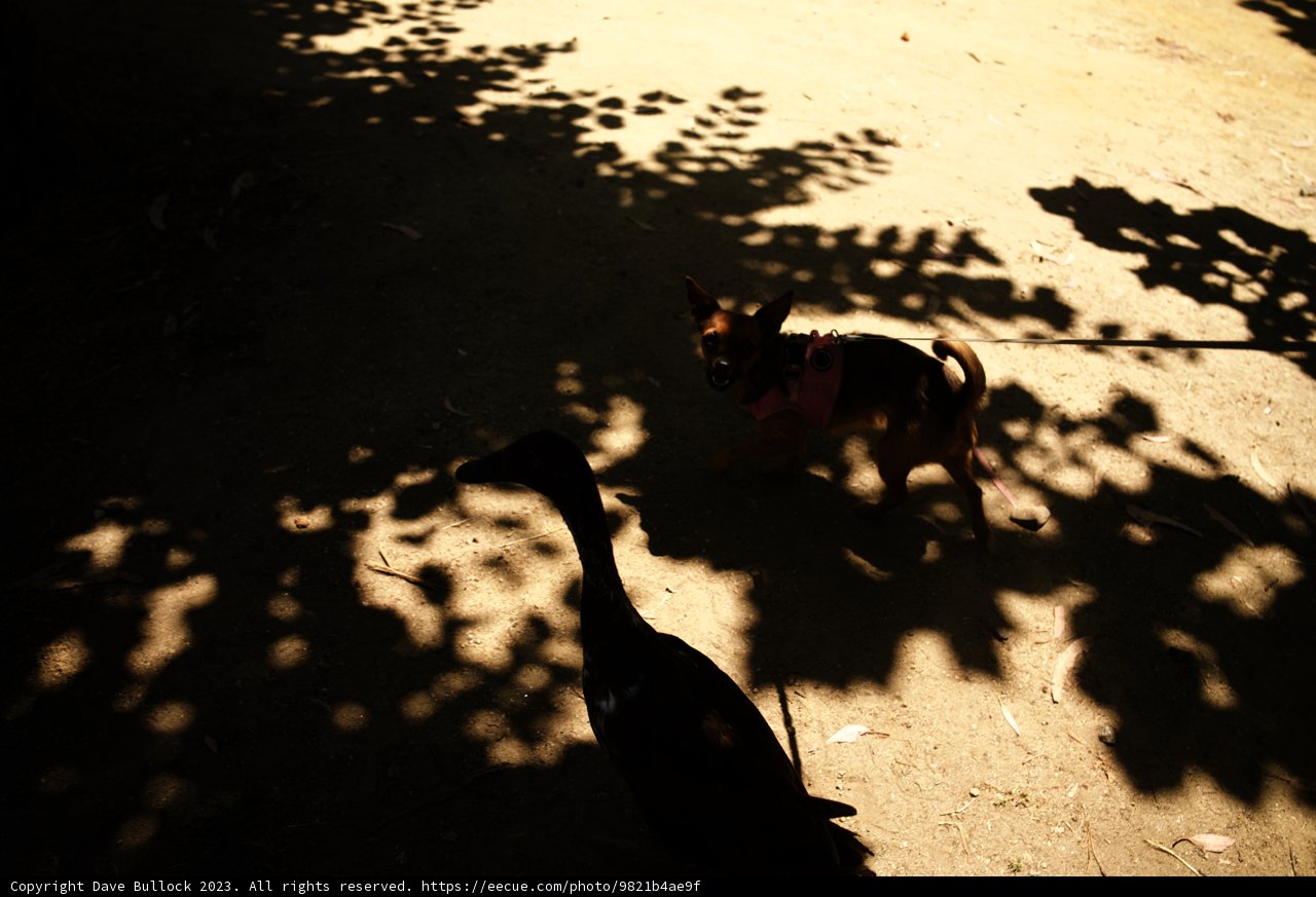 An Unlikely Duo: Adventure of a Canine and Avian