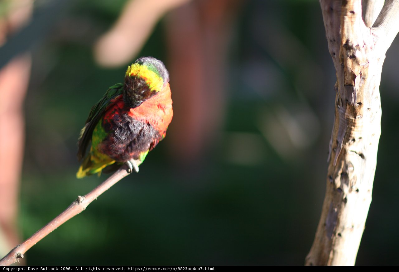 Colorful Bird on a Branch
