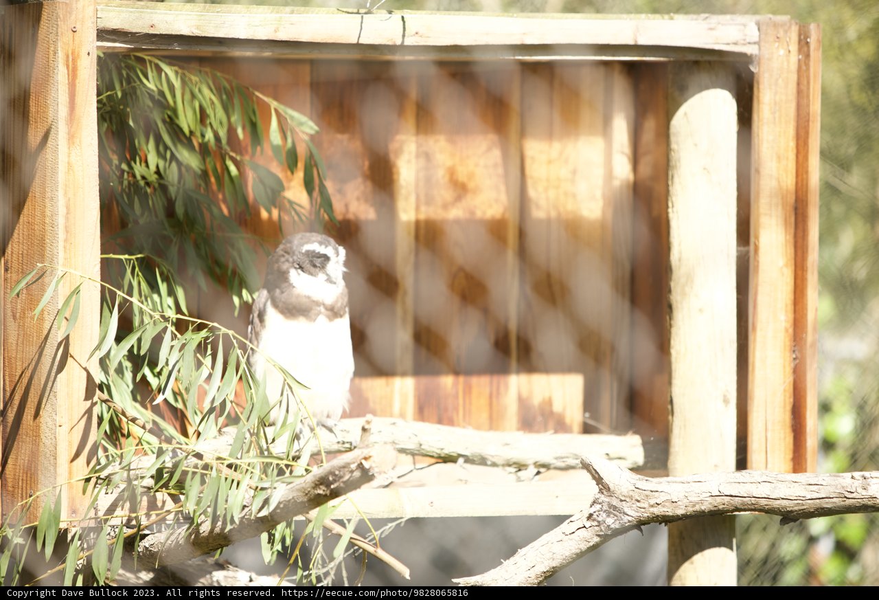 A Feathered Encounter at San Francisco Zoo