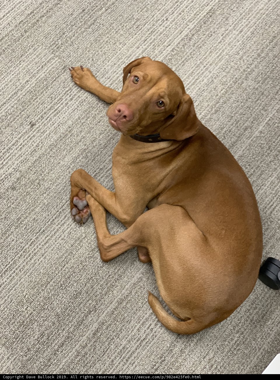 Relaxing Vizsla