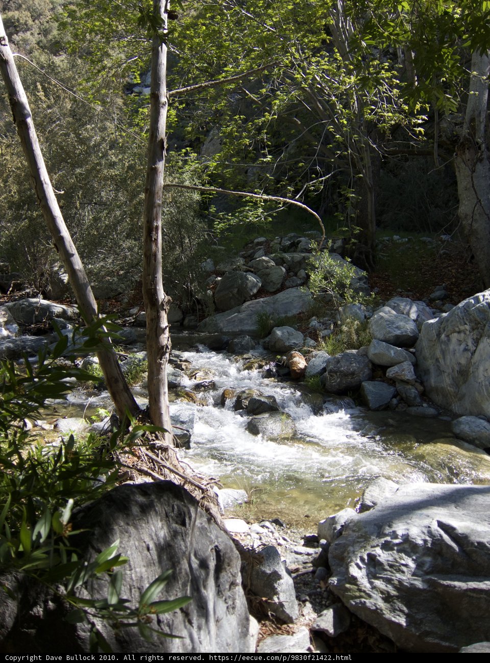 Serene Stream