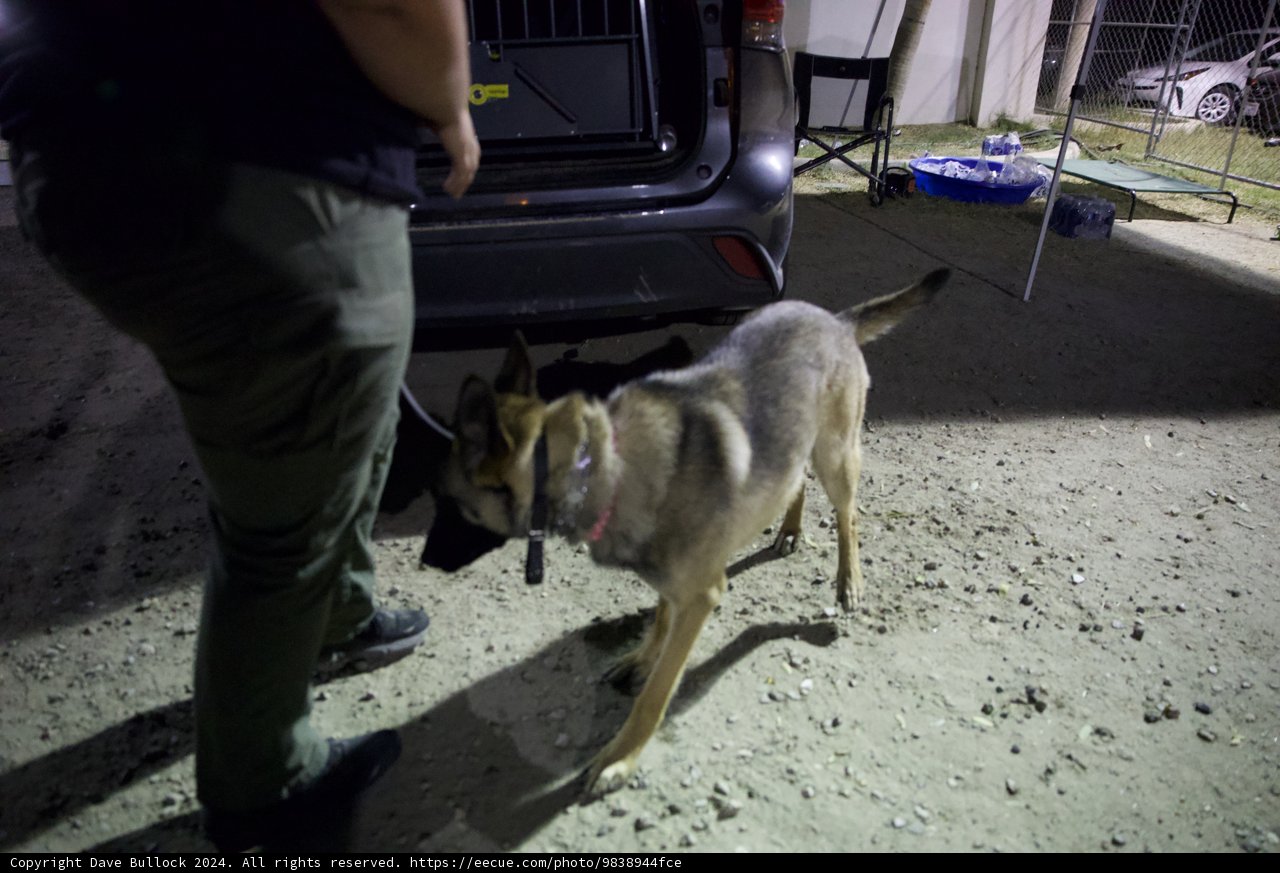 Nighttime Guard: A German Shepherd at Coachella 2024