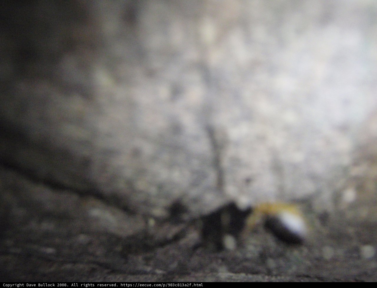 Bug on the Rock