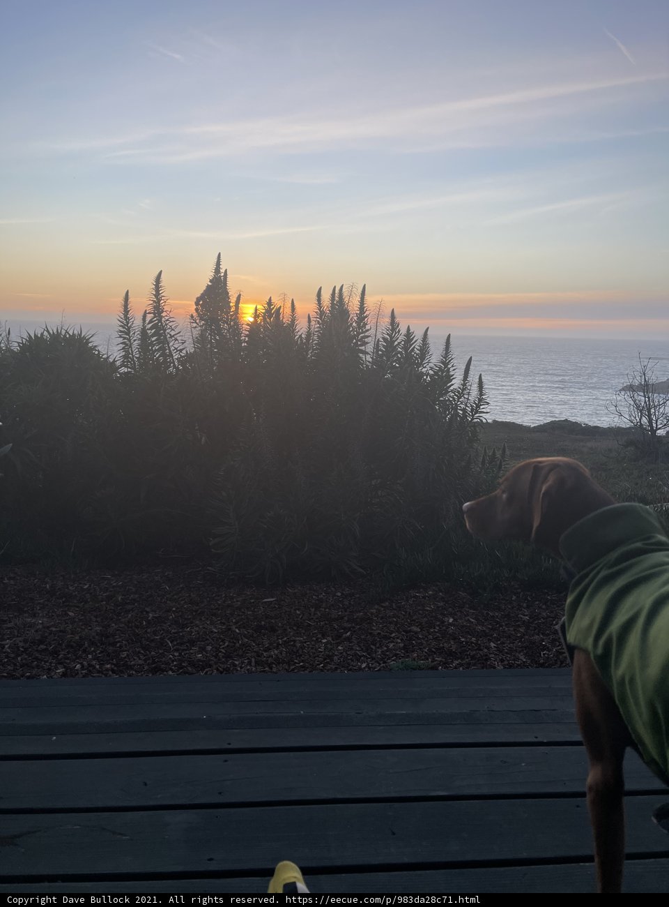 Nature's Best Companion