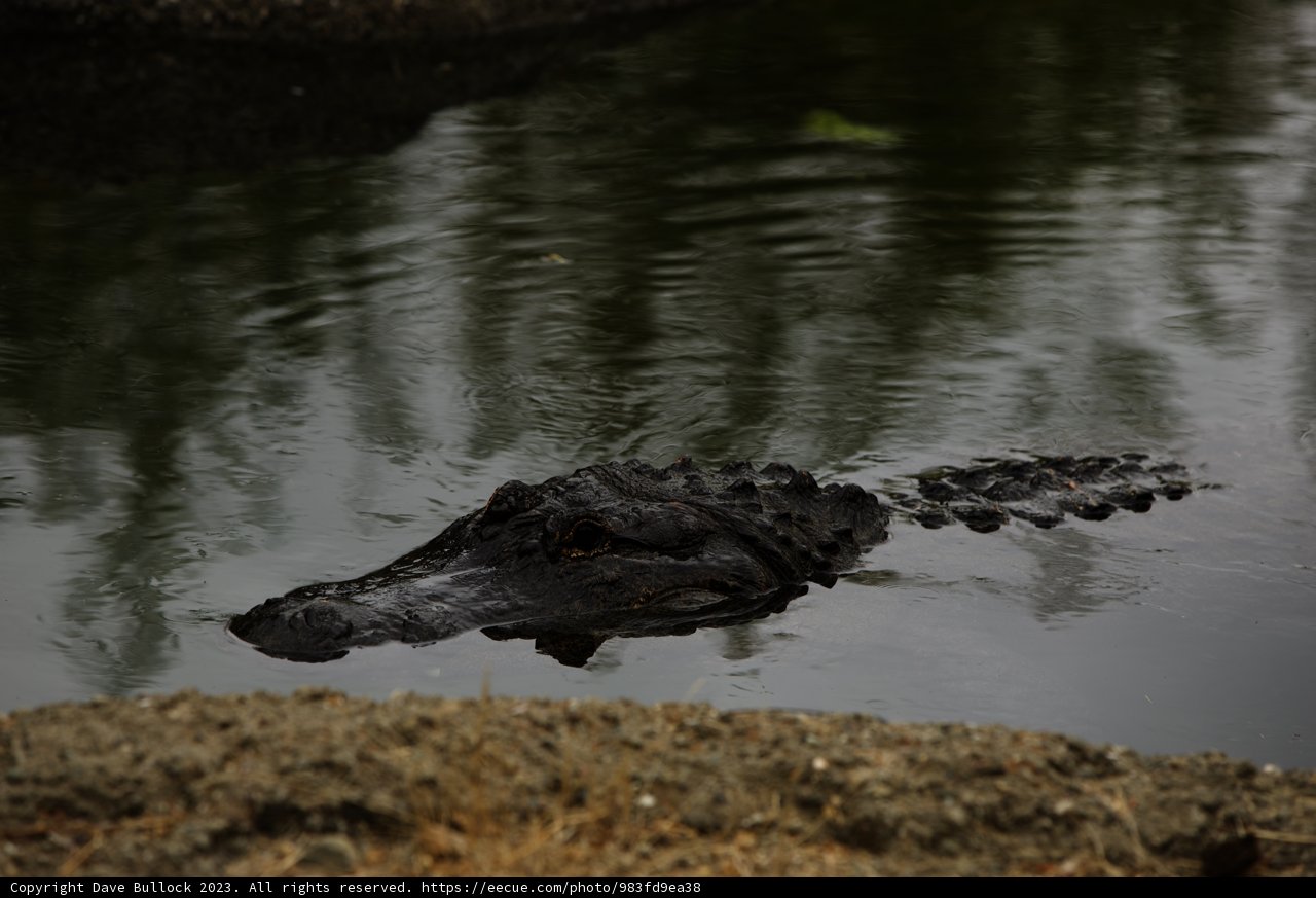 Majestic Alligator Display at Oakland Zoo