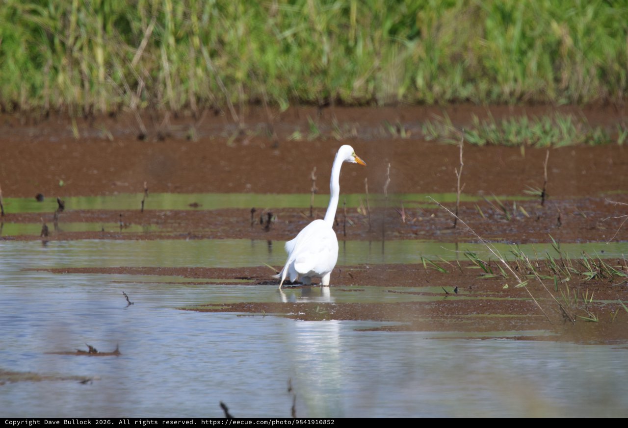 Great Egret Wading in Shallow Wetland Waters