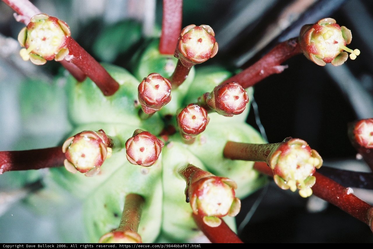 Close-up of Plant Buds and Flowers