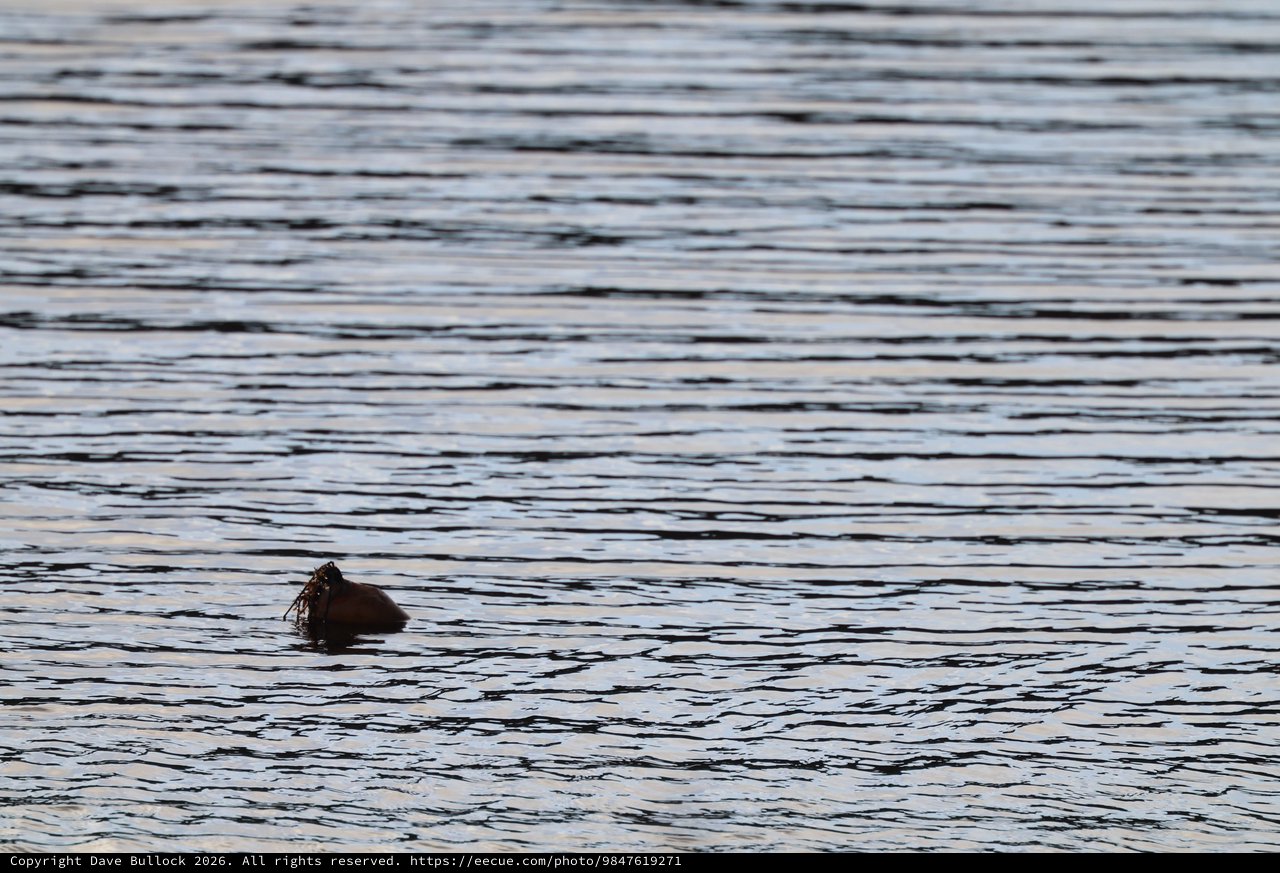 Elephant Seal Swimming at Dusk at Drakes Beach