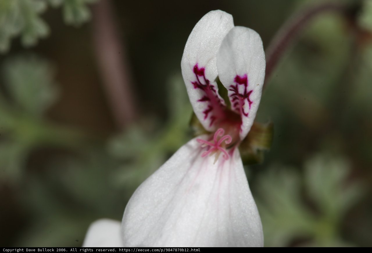 The Striking Geranium Flower
