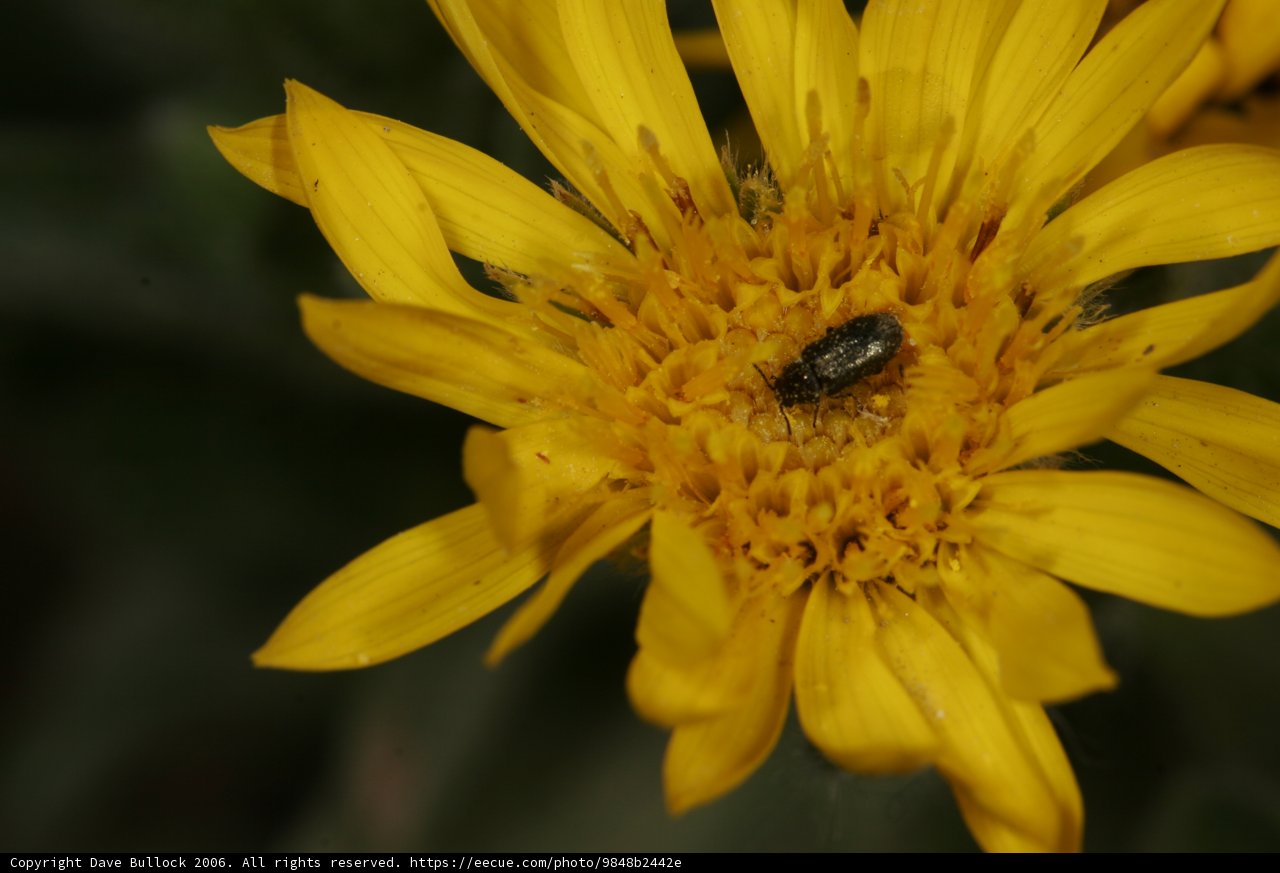 Beetle Pollinating a Yellow Daisy