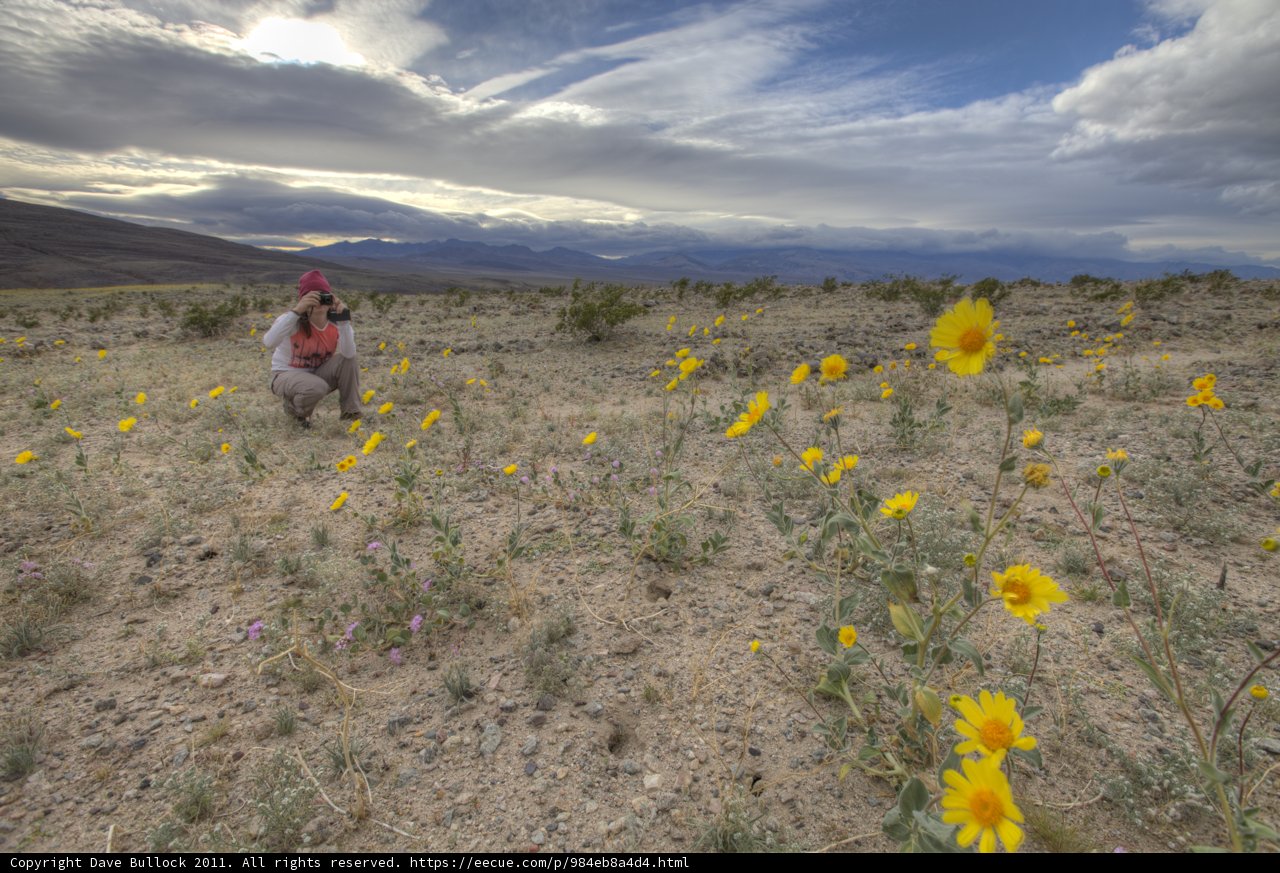 Walking Through a Field of Yellow Flowers