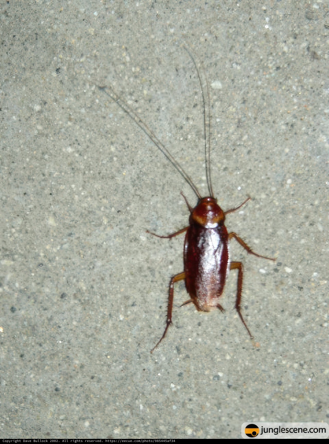 Long-legged Cockroach