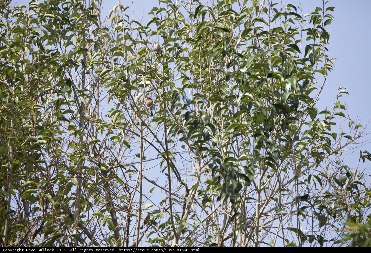 Willow Home of the Blue Bird
