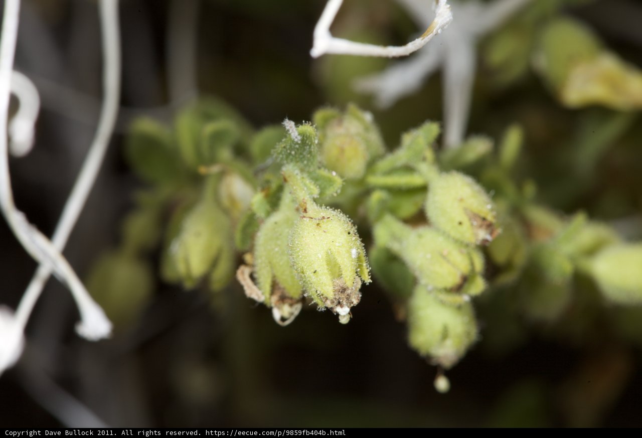 Close up of Geranium flowers