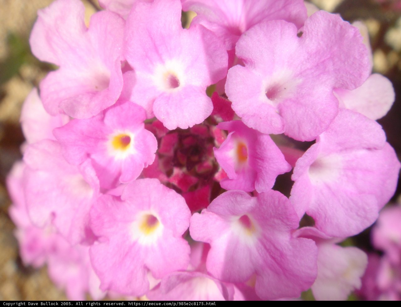 Blooming Pink Lantanas