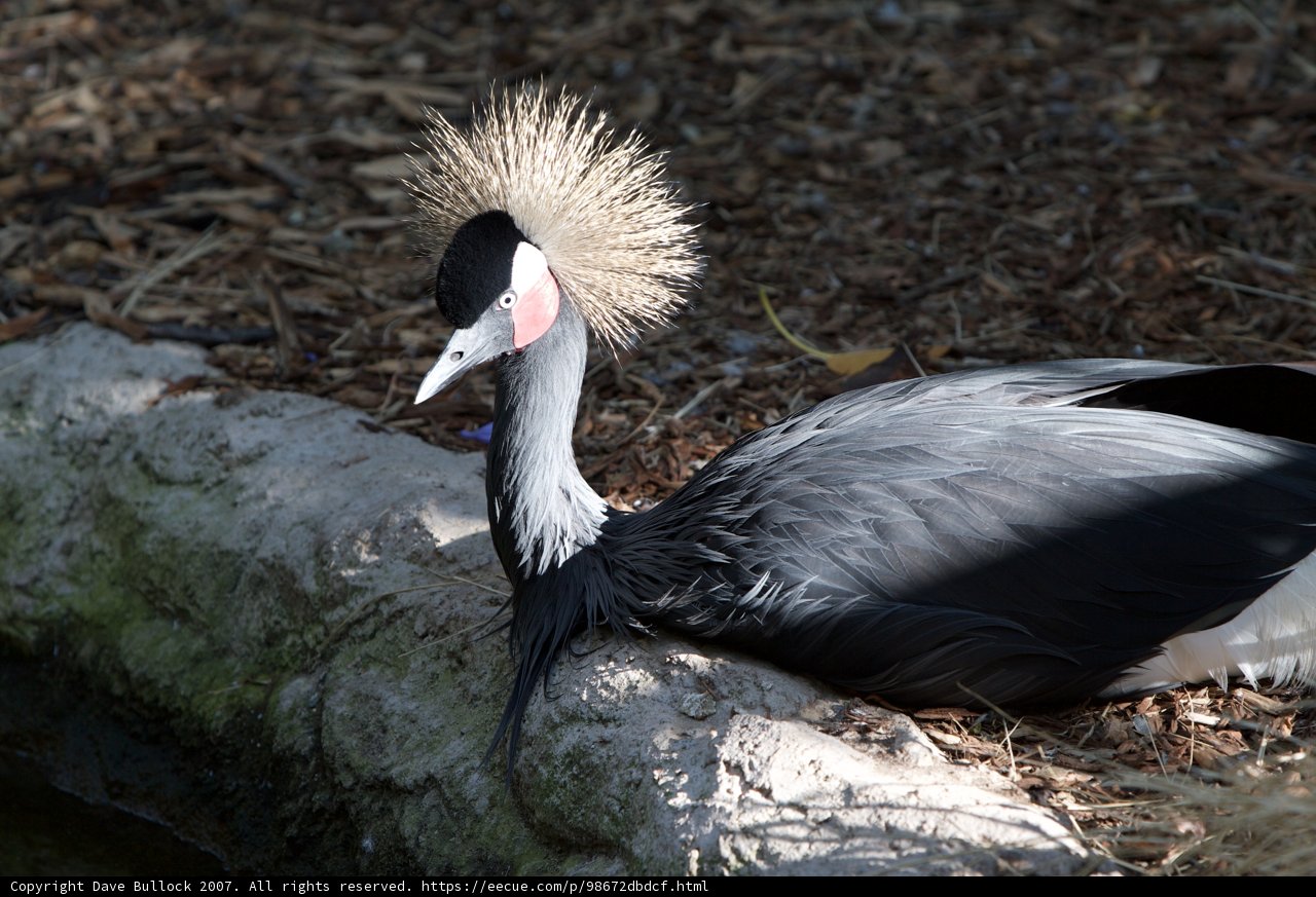 Rockin' the Mohawk