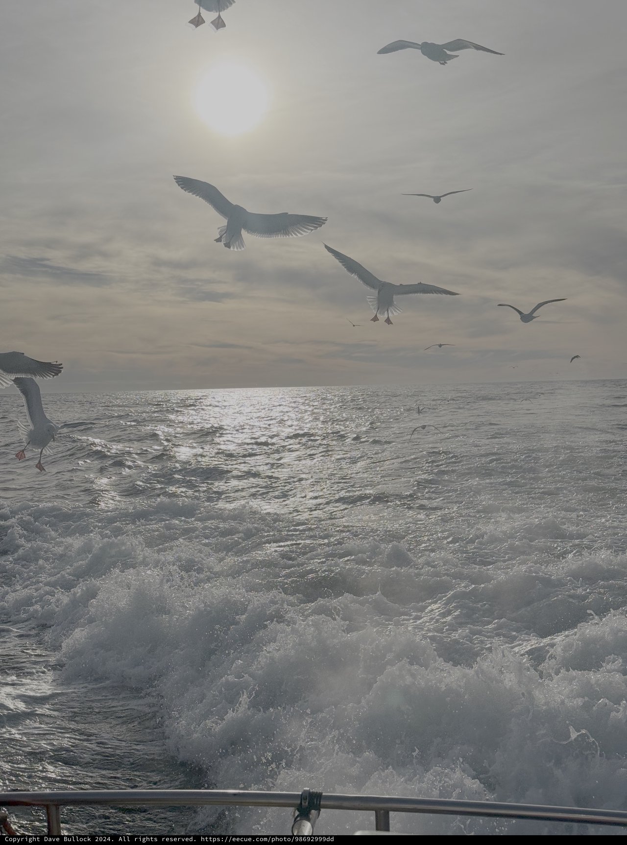 Seagulls Soaring Over Turbulent Ocean Waves