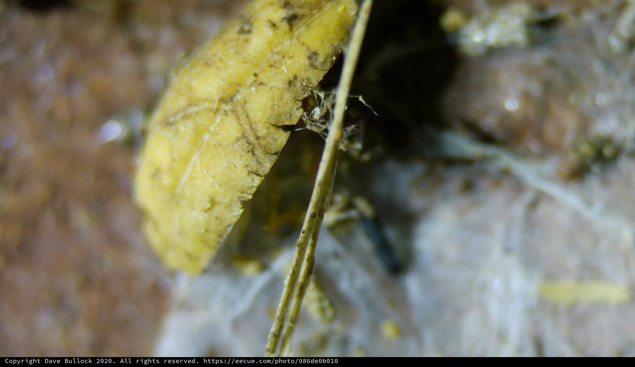 Tiny Insect Clinging to Yellow Organic Matter
