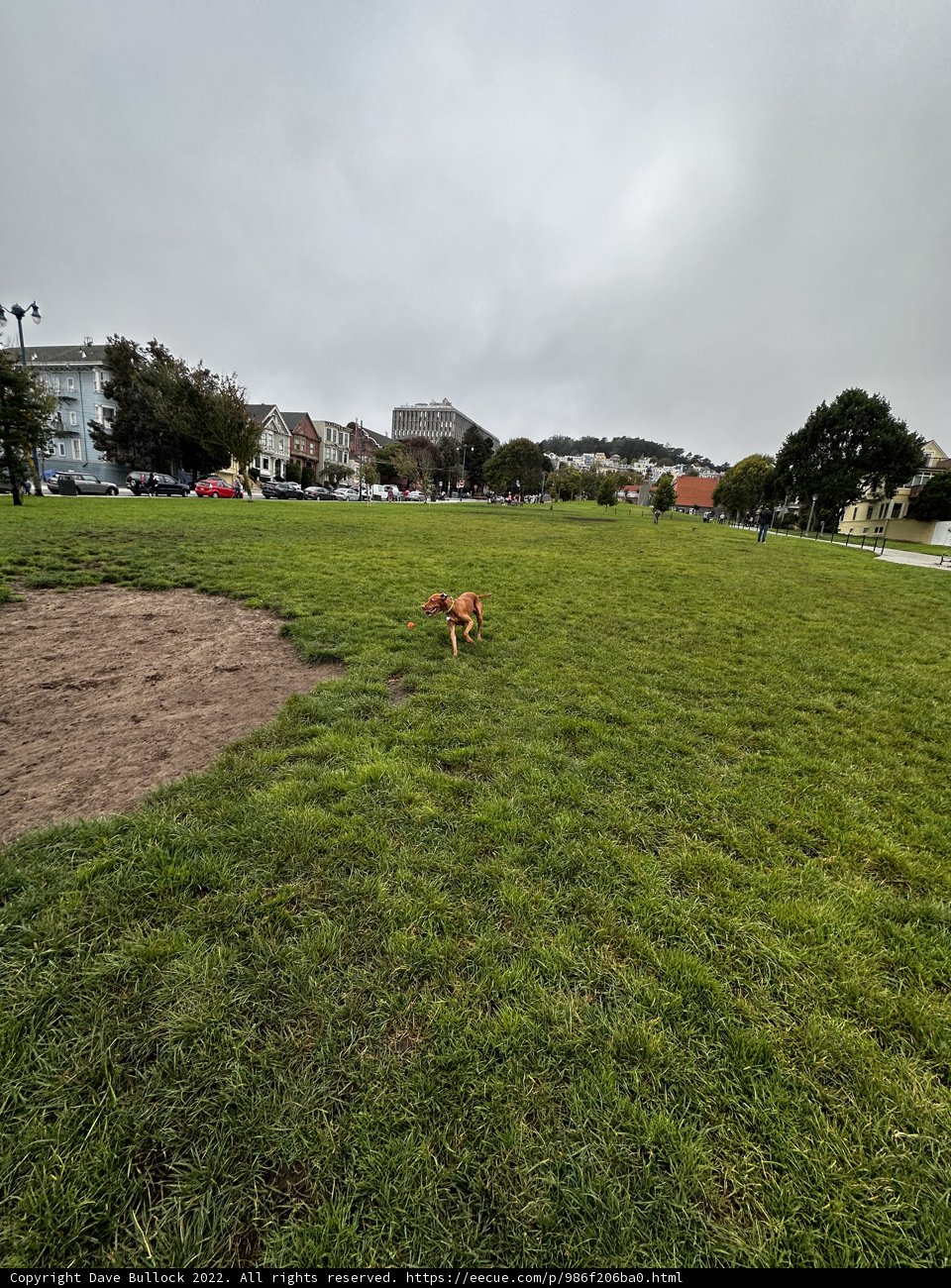 Canine Joy