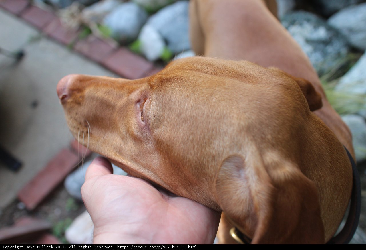 Furry Companion