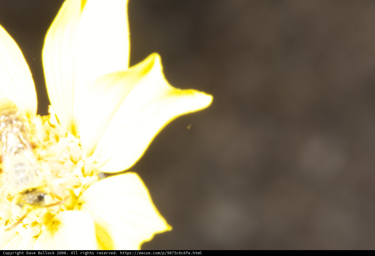 Bee Pollinating Yellow Lily Flower