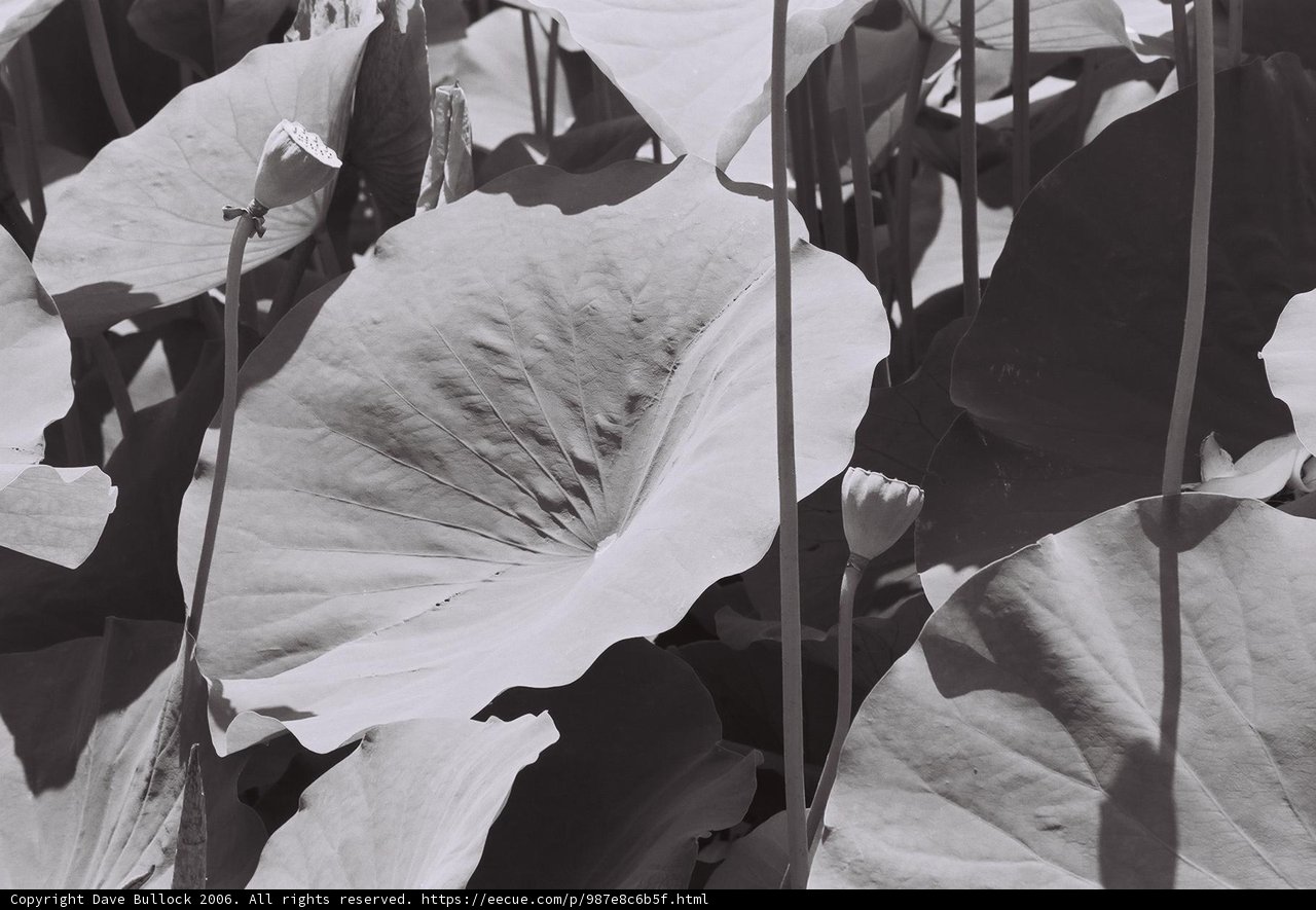 Lotus Leaves in Black and White