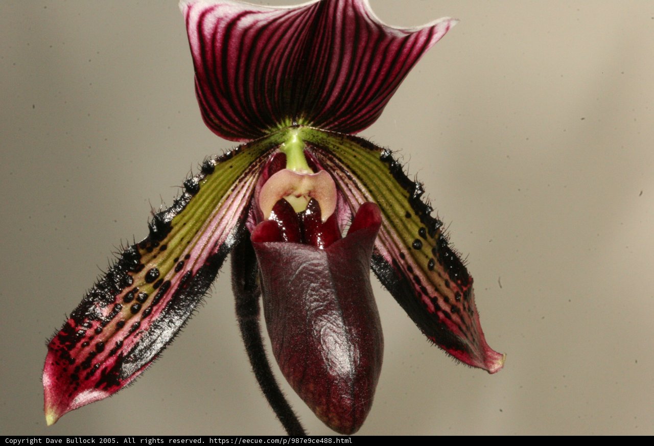 Graceful Orchid