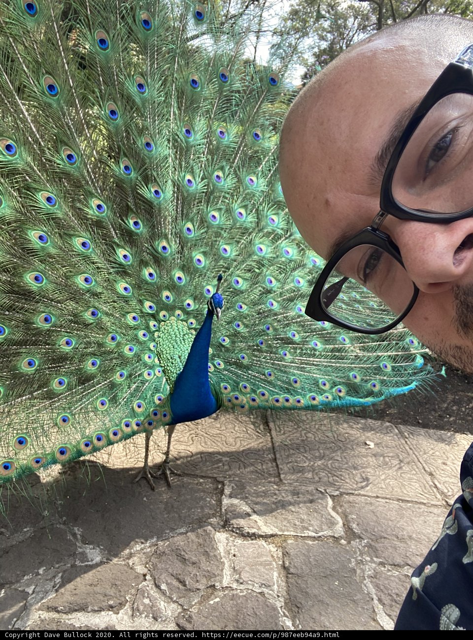 Bird-Watching with Glasses
