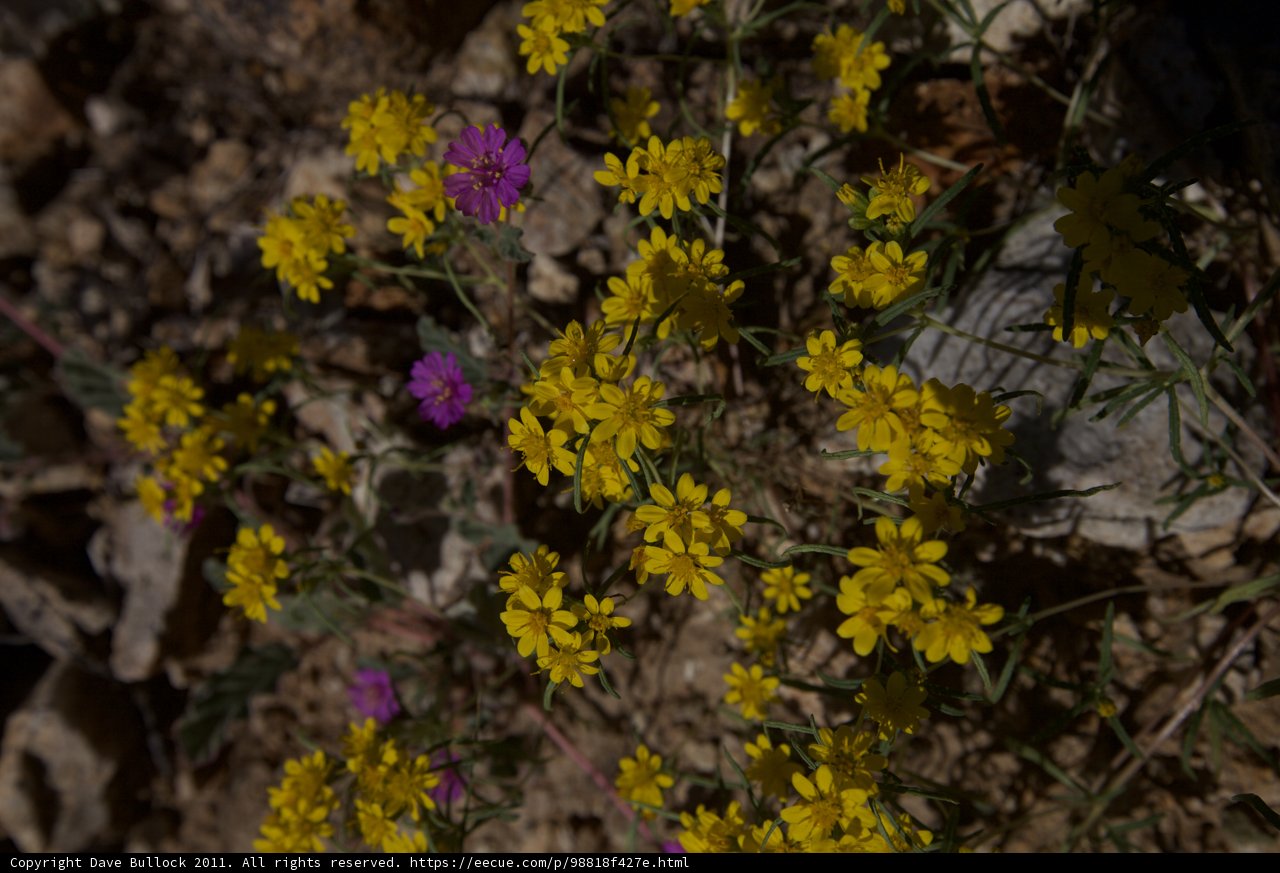 Desert Blooms