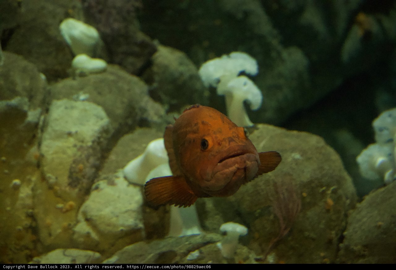 The Radiant Red Roamer of Monterey Bay: An Aquatic Marvel