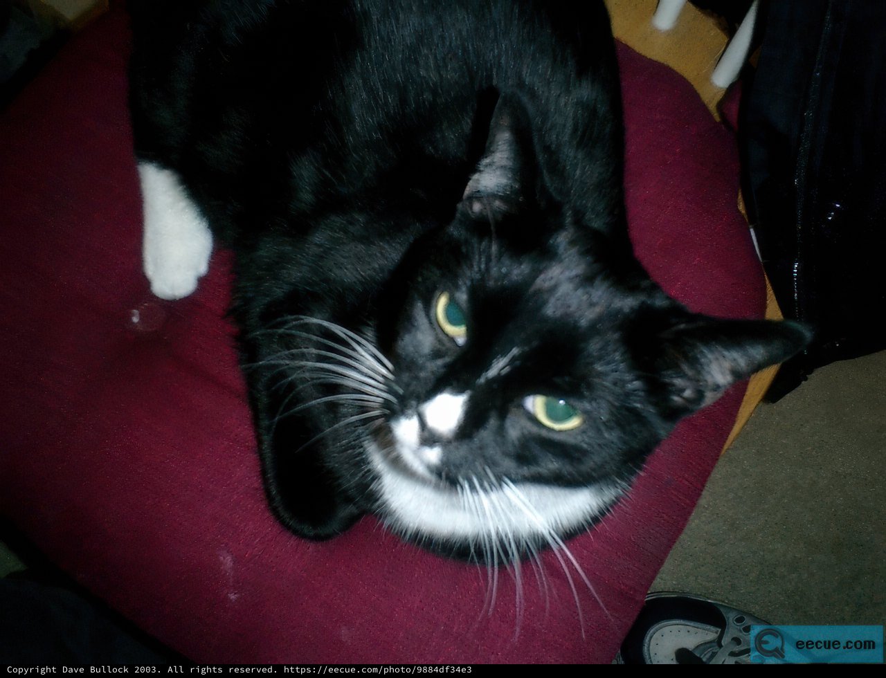 Paws and Stripes on the Red Chair