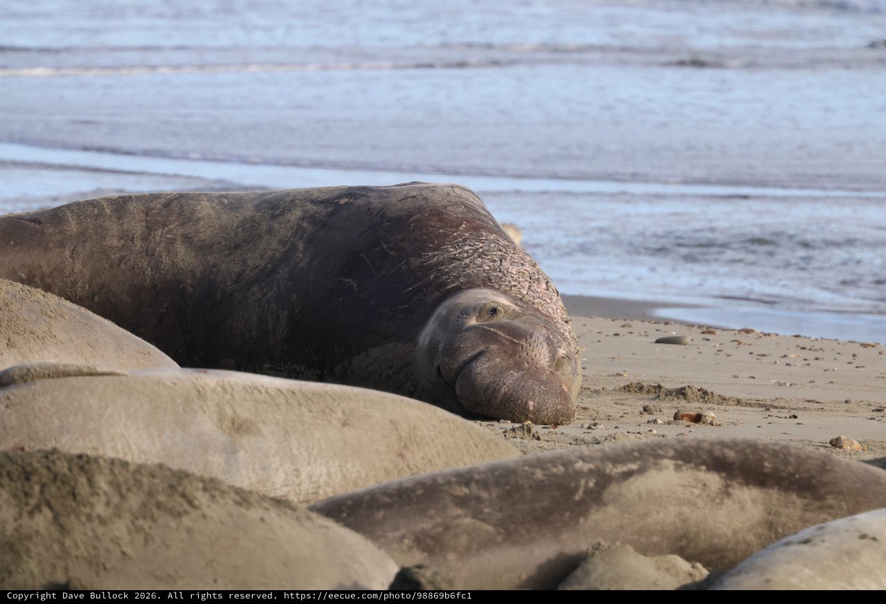 Northern Elephant Seals Resting on Drakes Beach