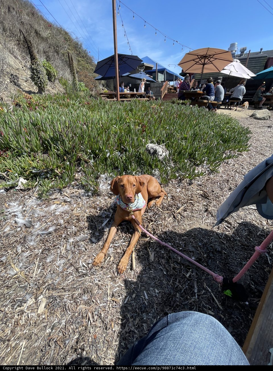 Puppy Playtime in Bodega Bay