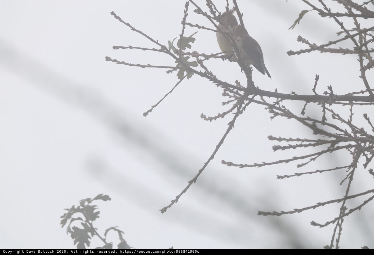 Bird Perched on Frosted Winter Branch at Dusk