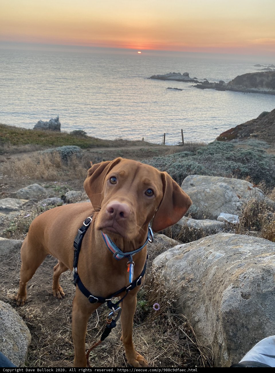 Coastal Canine