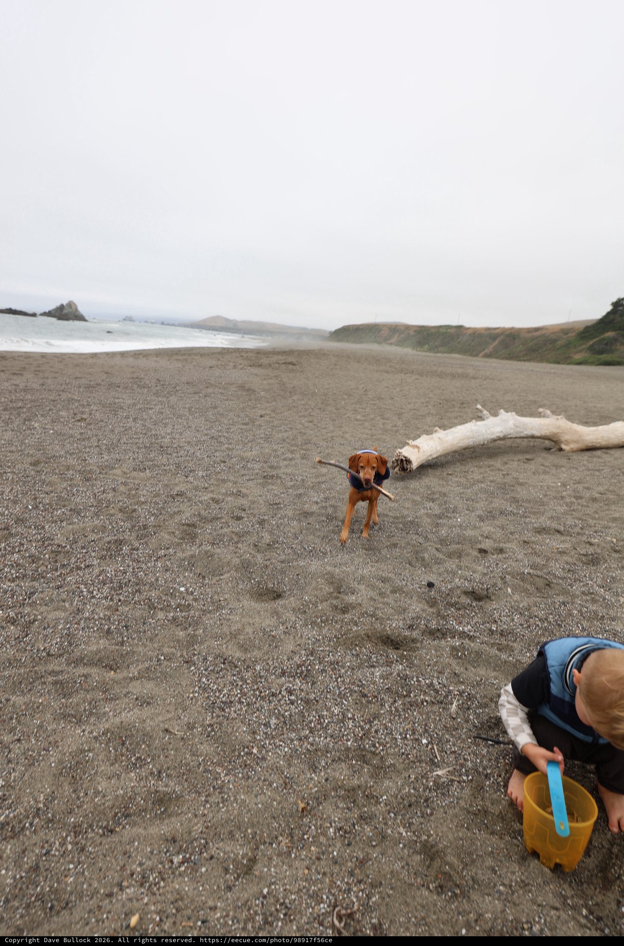 Vizsla Retrieves Stick on Foggy Northern California Beach