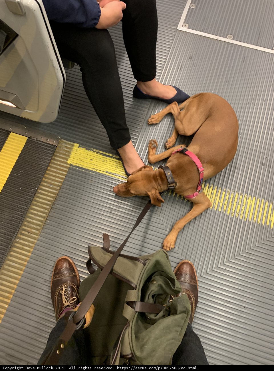 Train Ride with Man's Best Friend