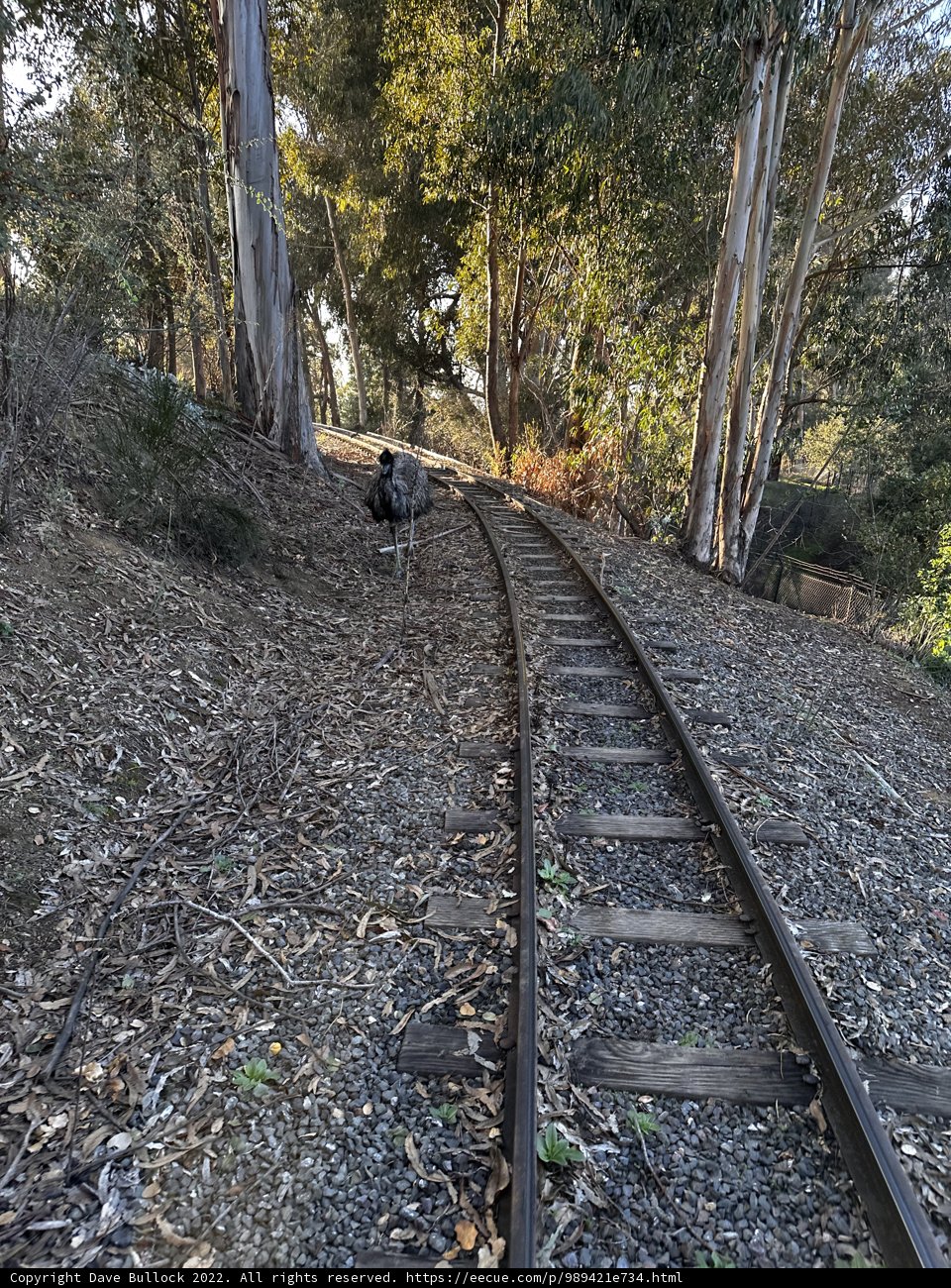The Tracks Through the Woods