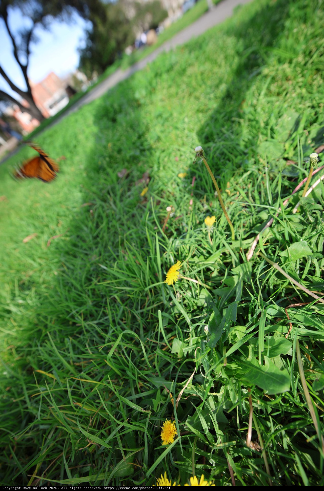 Butterfly in Flight Above Dandelion-Filled Meadow Path