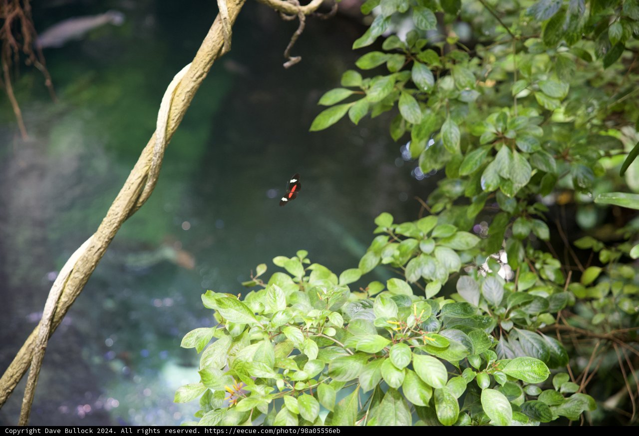 Fluttering Grace amidst Verdant Tranquility