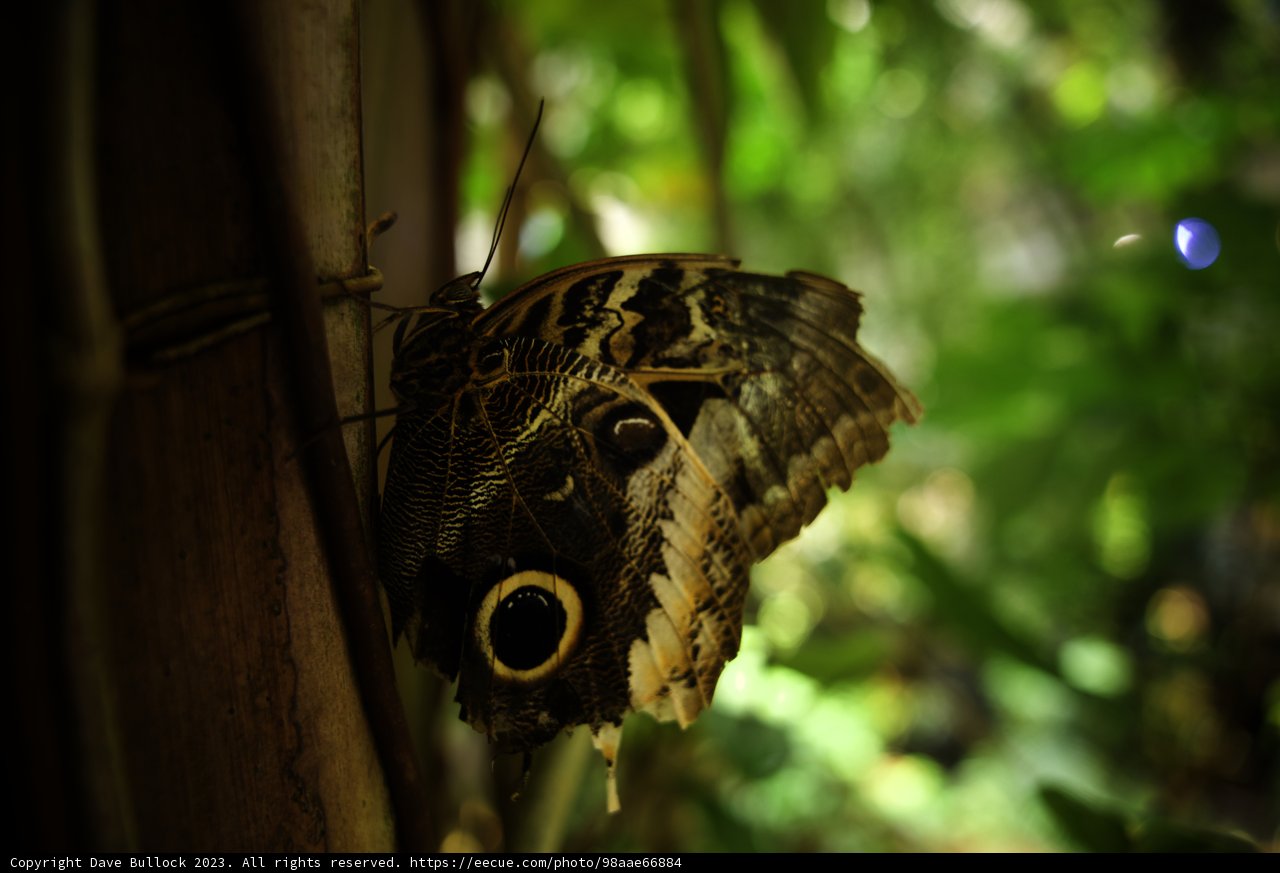 Mystical Gaze of a Butterfly