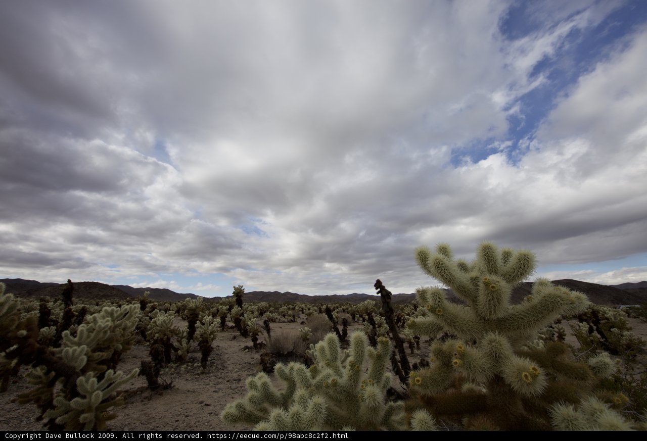 Exploring the Joshua Tree National Park