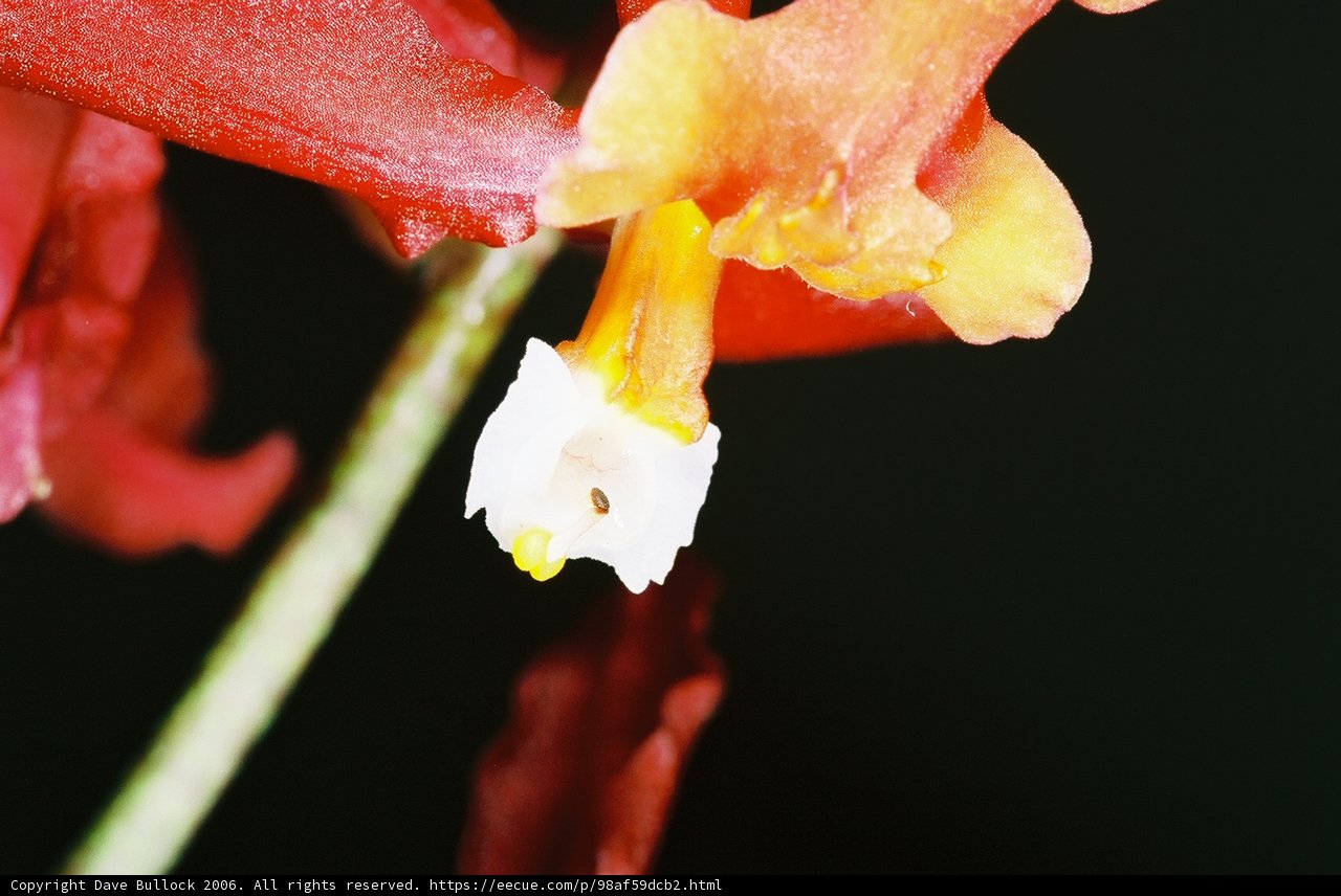 White-Centered Flower Close-Up