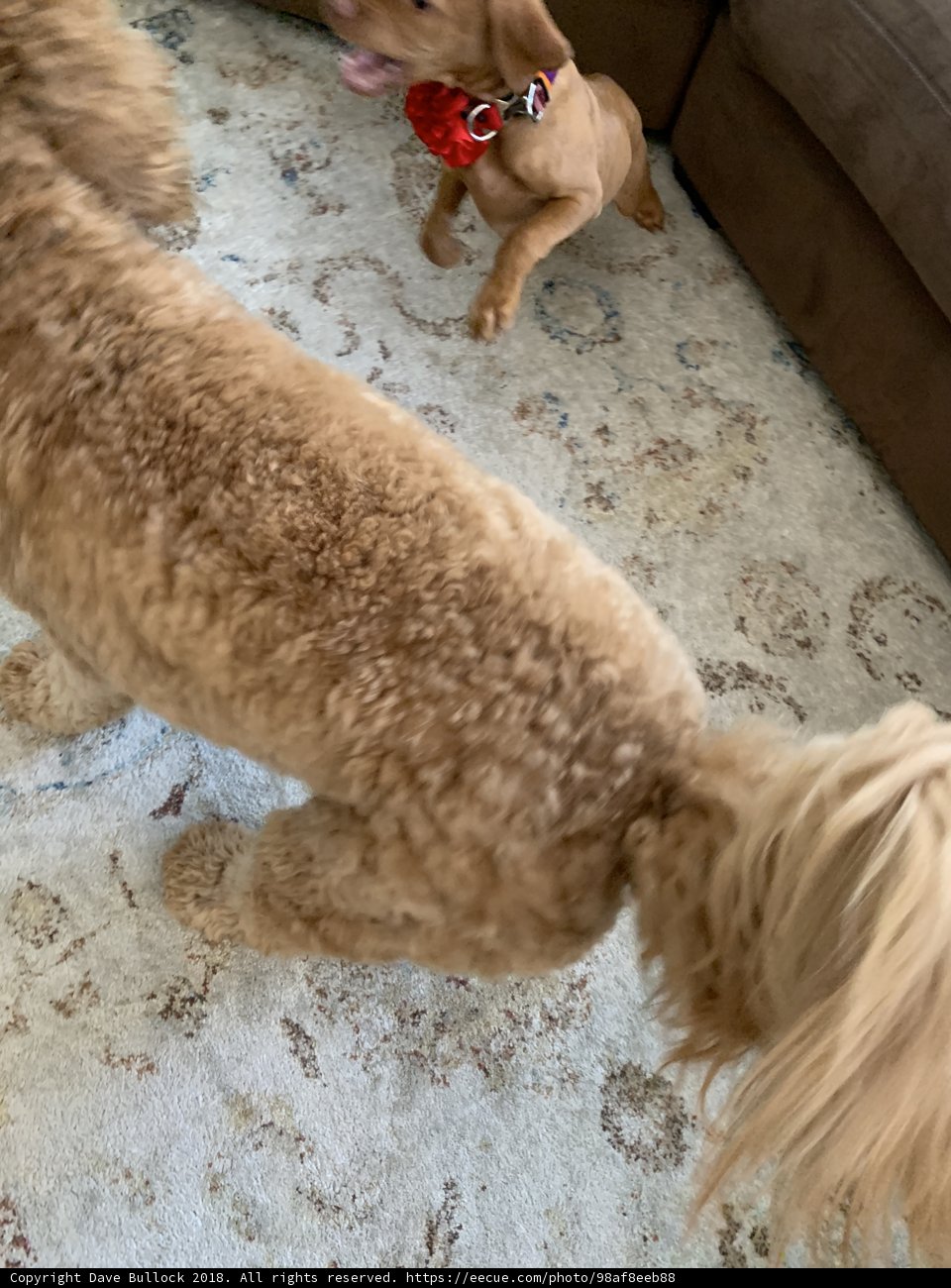 Poodle and Cocker Spaniel Playtime
