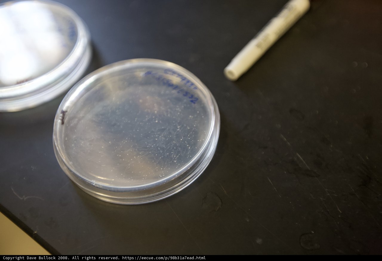Petri Dishes and Pen