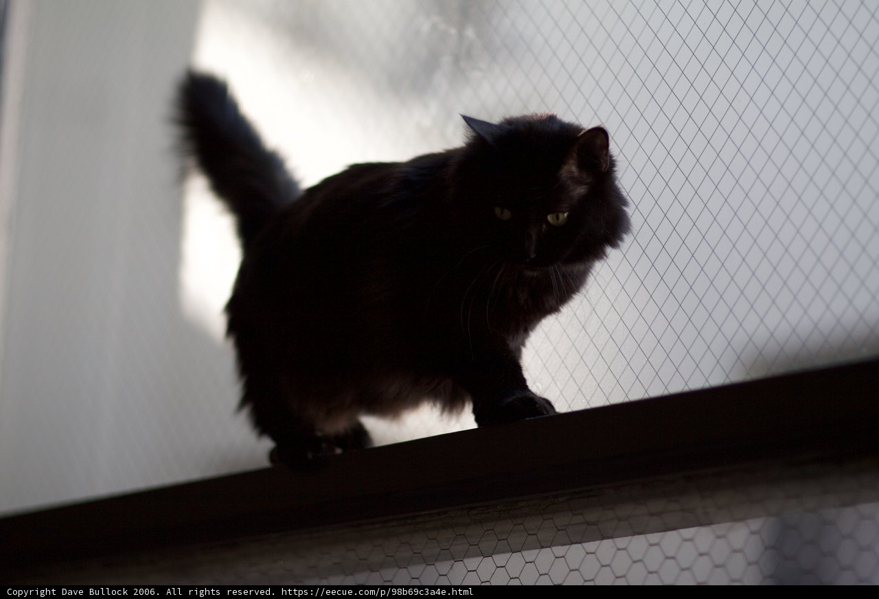 Majestic Black Cat