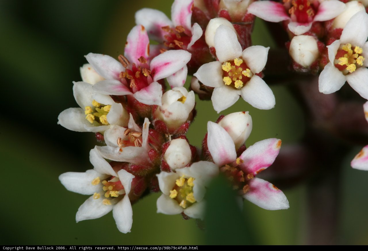 Delicate Blossom