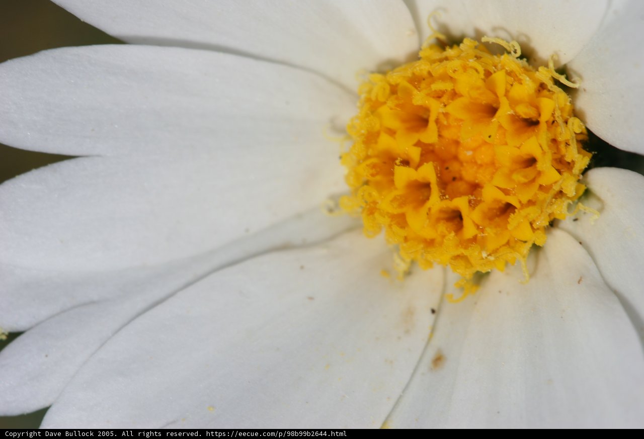 White Daisy with Yellow Center