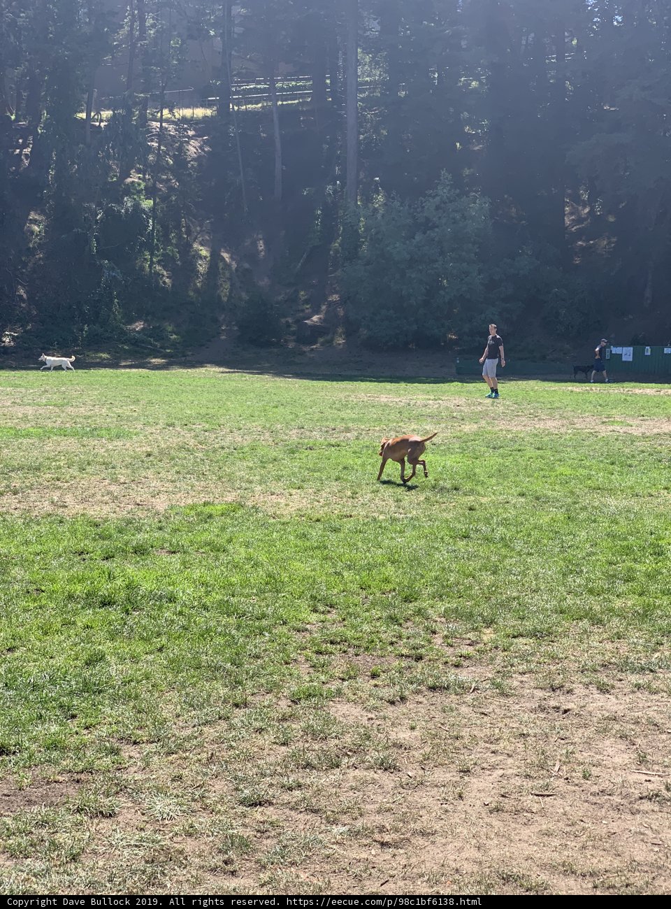 Running Free in the Fields